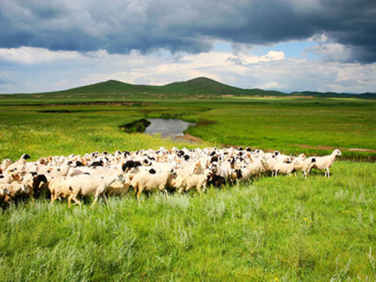 世界四大草原之一 中国重要的畜牧业基地_新浪